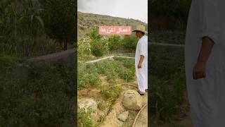 اعمال متفرقة في المزرعة🧑‍🌾works on th farm اكسبلور sohrts تصويري trending ترند travel لايك [upl. by Ezirtaeb]