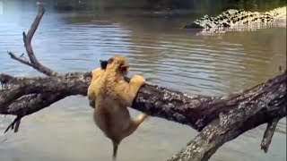 Lion Cubs vs Elephants amp Alligators  Pride  BBC Earth [upl. by Intisar]