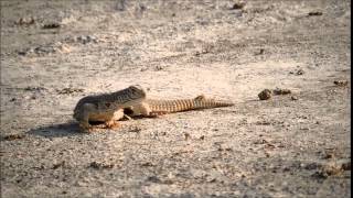 Spiny tailed lizard with infants in Banni Grassland [upl. by Glenda]