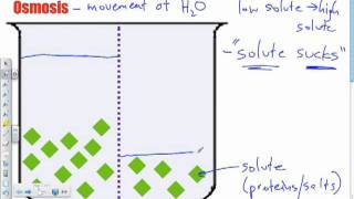 Bio B11  Osmosis Part I Passive Transport [upl. by Sulecram]