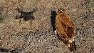 Орел степной Самый смелый хищник Steppe eagle Апшеронский национальный парк  Film Studio Aves [upl. by Ennadroj]