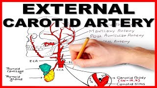 External Carotid Artery [upl. by Iand]