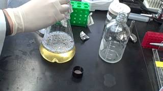 How to make competent Ecoli cells [upl. by Lenette]