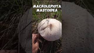 Macrolepiota mastoidea shorts [upl. by Orson]