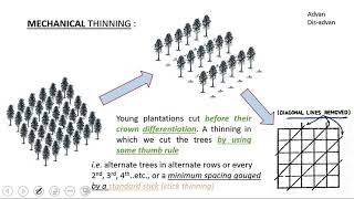 20 RPSCACF 2020  Silviculture  Tending operation Plantation forestry [upl. by Zurheide]