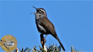 Bewicks Wren Bird  Song Calls Preening [upl. by Essyla]