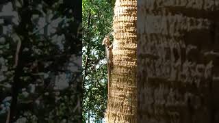 🦎 🌴 A Brown Basilisk On A Tree [upl. by Ennaer]