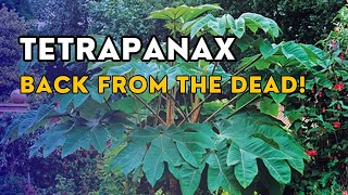 Heres why you should never give up on a winterdamaged tetrapanax [upl. by Brandt]