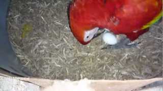 Macaw´s Breeding season 2013 Part 1 [upl. by Kermy]