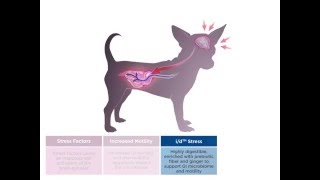 Hill’s™ Prescription Diet™ id™ Stress to address stressrelated GI upset  UK amp IE [upl. by Riggs]