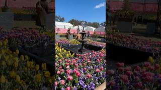 Floriade Spring Festival 2024 canberra [upl. by Nodyl]