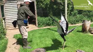 Angola the Secretary Bird [upl. by Ahsela808]