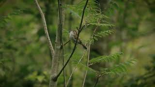 Sony FX30 Bewicks Wren Cinematic Film northvancouver pnw cinematic birds wildlifephotography [upl. by Crispa]