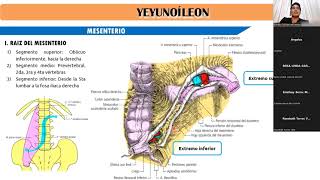 Anatomía de vía digestiva baja [upl. by Blanding403]