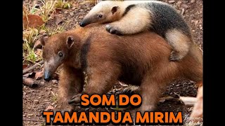 Som do Tamanduá Mirim [upl. by Leuamme]