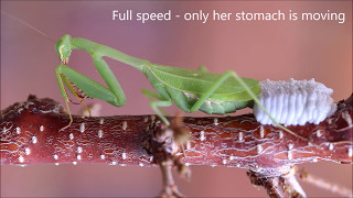 Praying mantis laying an ootheca of eggs [upl. by Vincentia]