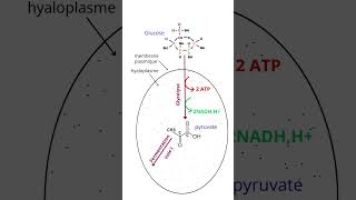 Dégradation Du Glucose Dans La Cellule Voie Aérobie Et Voie Anaérobie [upl. by Dyane]