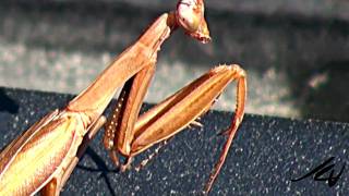 PRAYING MANTIS   Imagine Size of a Cat [upl. by Gussman]