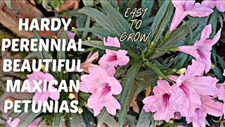 How to Grow Mexican Petunias From SeedCutting  garden love nature flowers plant natural [upl. by Amsab]