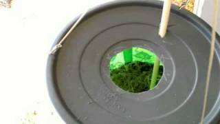 Carolina Wren Nest in Tomato Planter [upl. by Ekalb]