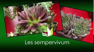 Les sempervivum  une plante facile sans entretien  Truffaut [upl. by Mulcahy]