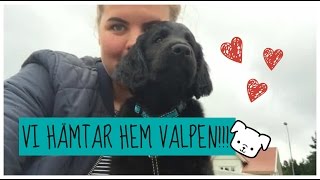 Vi hämtar hem valpen [upl. by Xylia]