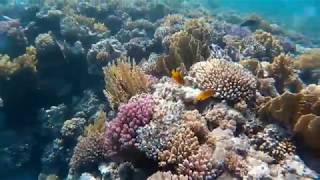 schnorcheln  snorkeling Gassous Bay  Safaga  Ägypten  egypt  red sea coral sun beach F021217 [upl. by Anahcar]