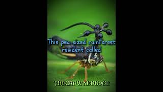 Brazilian treehopper 🫛 x Mahoraga edit [upl. by Trojan]