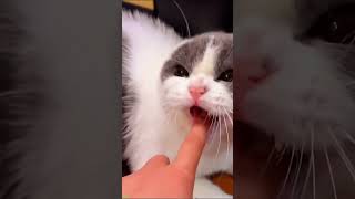 Cat videos 😅 funny cats talking 😻 FunnyCats 7021 [upl. by Okoyik]