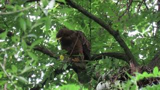 Včelojed lesní Pernis apivorus Honey Buzzard [upl. by Akirahc]