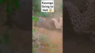 Kasongo Going to Die 😱😱😱 [upl. by Yblok]