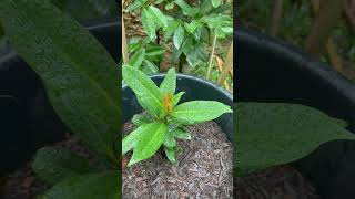 Garcinia cambogia plants [upl. by Rosamund]