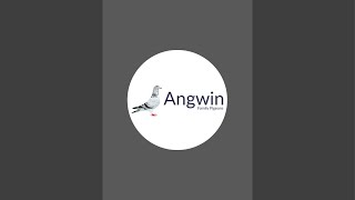 Angwin Family Pigeons is live [upl. by Ajin]