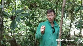 The Cinchona Tree natures cure for malaria [upl. by Mond]