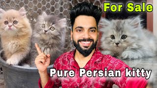 Persian cats for sale  Triple Coat persian kittens  persian cat  persian cat price in india [upl. by Romine]