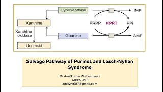 Lesch Nyhan Syndrome  Purine Salvage Pathway  Molecular Biology  Biochemistry [upl. by Brendon]