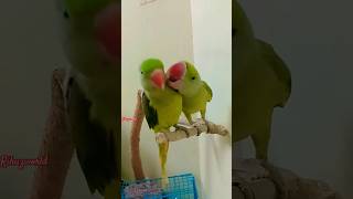 Parrot talkingparrot trendingshorts love cute shortsfeed [upl. by Kriste]