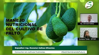 Sedir Cultivo de Palto  Ing Jhonatan Salinas [upl. by Ardnalak]