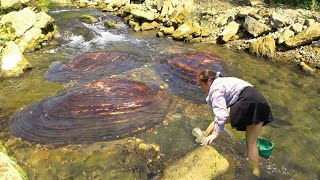 Natural pearls in fresh water can be broken apart from a clam to make a pile of pearls [upl. by Ahsenik]