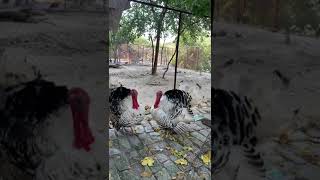 Tarki sarfrazajk reelsvideo viral viralvideo shortvideo reelsvideo [upl. by Saxet]