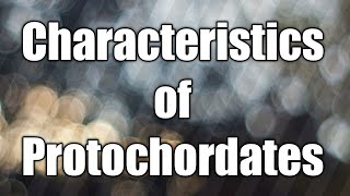 Characteristics of protochordates  protochordates [upl. by Assetak]