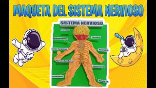 MAQUETA DEL SISTEMA NERVIOSOComo hacer una maqueta del sistema nervioso [upl. by Gilemette]