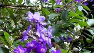 Semidecandra o Tibouchina Urvilleana [upl. by Otrebogir157]