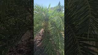 Phoenix canariensis thriving near Charlotte NC [upl. by Noterb]