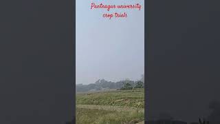 Pantnagar agriculture University crops trials [upl. by Bibbie]