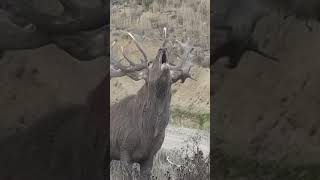 Magnificent Red Deer Stag Bellowing [upl. by Lebezej169]