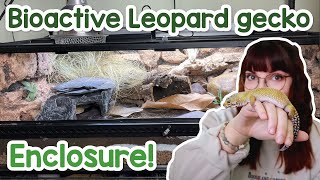 Bioactive leopard gecko enclosure DIY grout background [upl. by Aseela23]