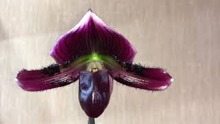 ЦВЕТЕНИЕ Paphiopedilum Maudiae Vinicolor quotSchwarze Madonnaquot [upl. by Derick]