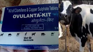 OVULANTA  KIT by VET Mankind Pharma Heat generation formula for cow Buffalo  Dairy Farm Talk [upl. by Hindorff]