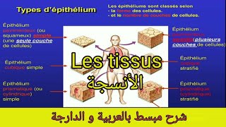 Cours 5  Les tissus epithélial et conjonctif الأنسجة [upl. by Ettigirb325]